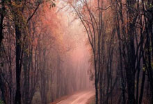 爱游戏官方-法网横扫拉沃尔杯，德约科维奇状态火热